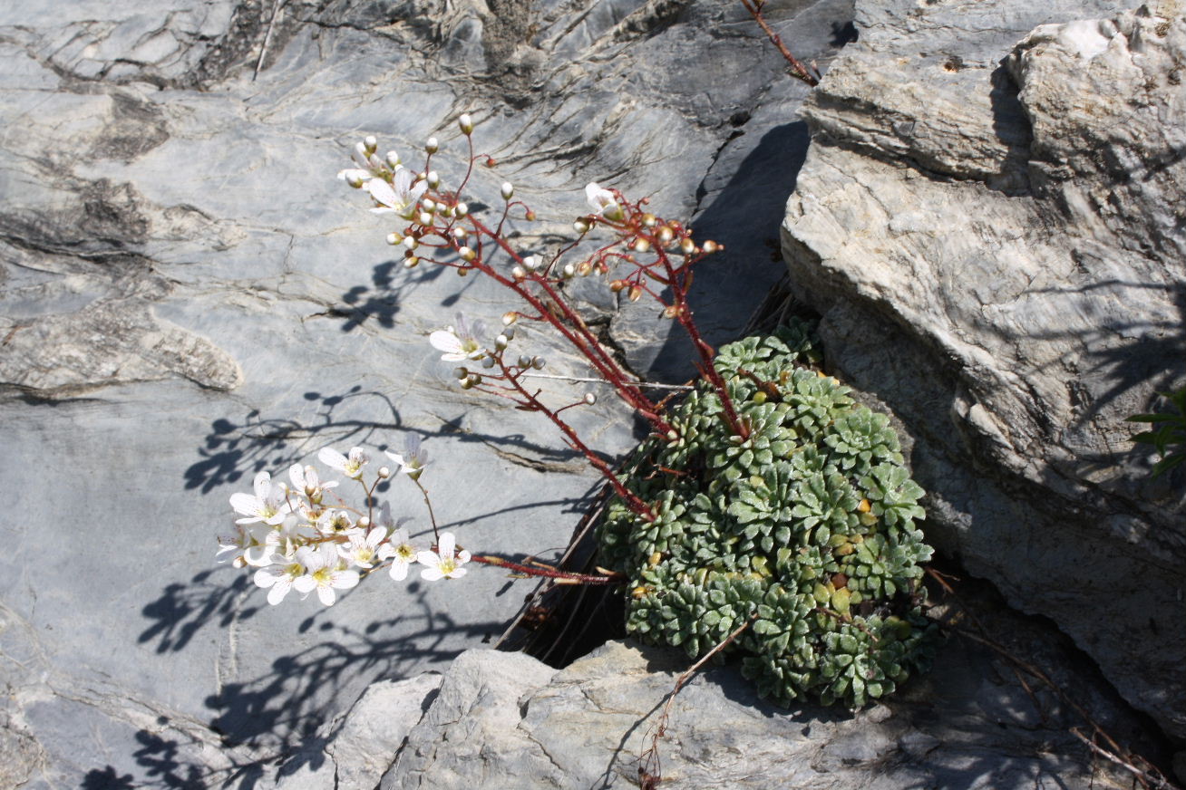 Saxifraga cochlearis